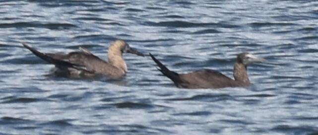 Red-footed Booby - ML643091962