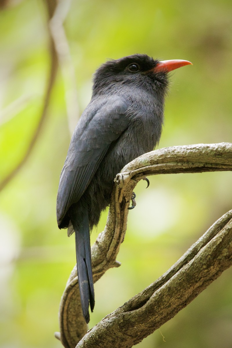 Black-fronted Nunbird - ML643091971