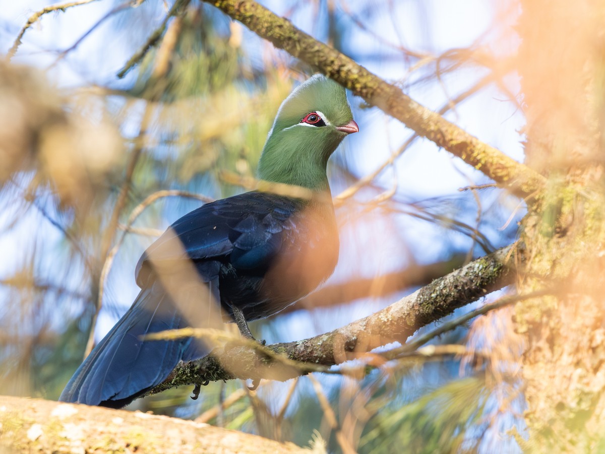 Knysna Turaco - ML643091981