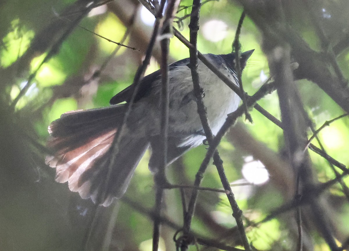 African Crested Flycatcher (Southern) - ML643091993