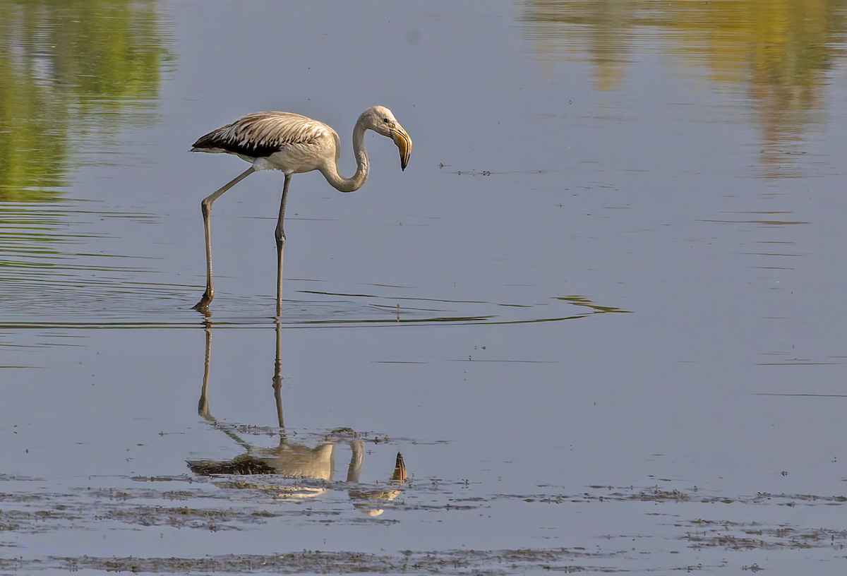 Greater Flamingo - ML643092027