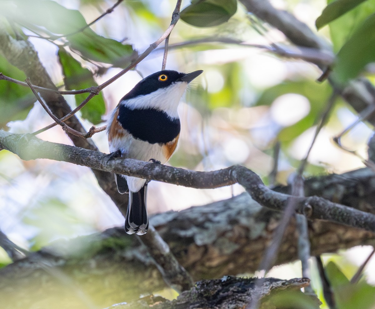 Cape Batis - ML643092030