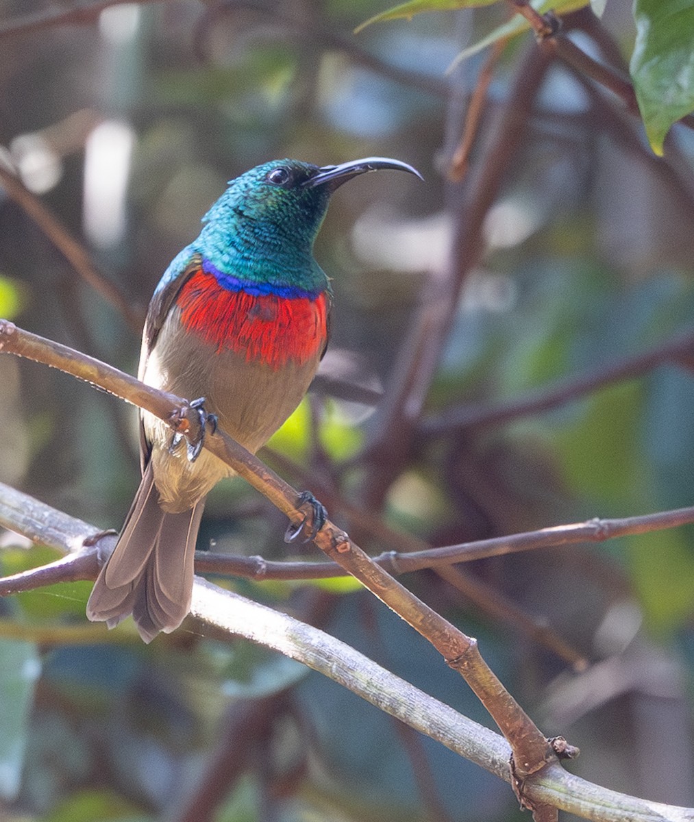 Greater Double-collared Sunbird - ML643092035