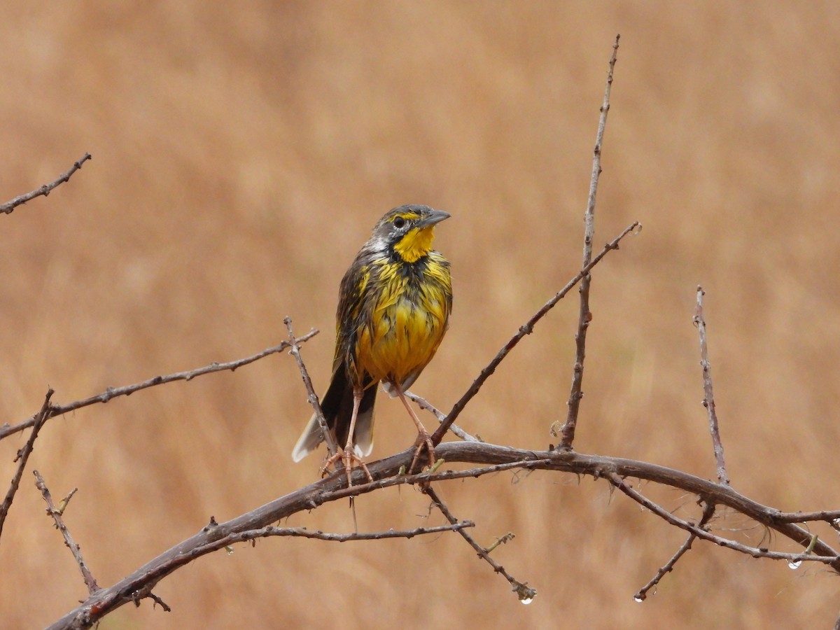 Yellow-throated Longclaw - ML643092039