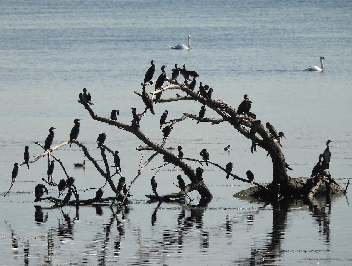 Pygmy Cormorant - ML643092042