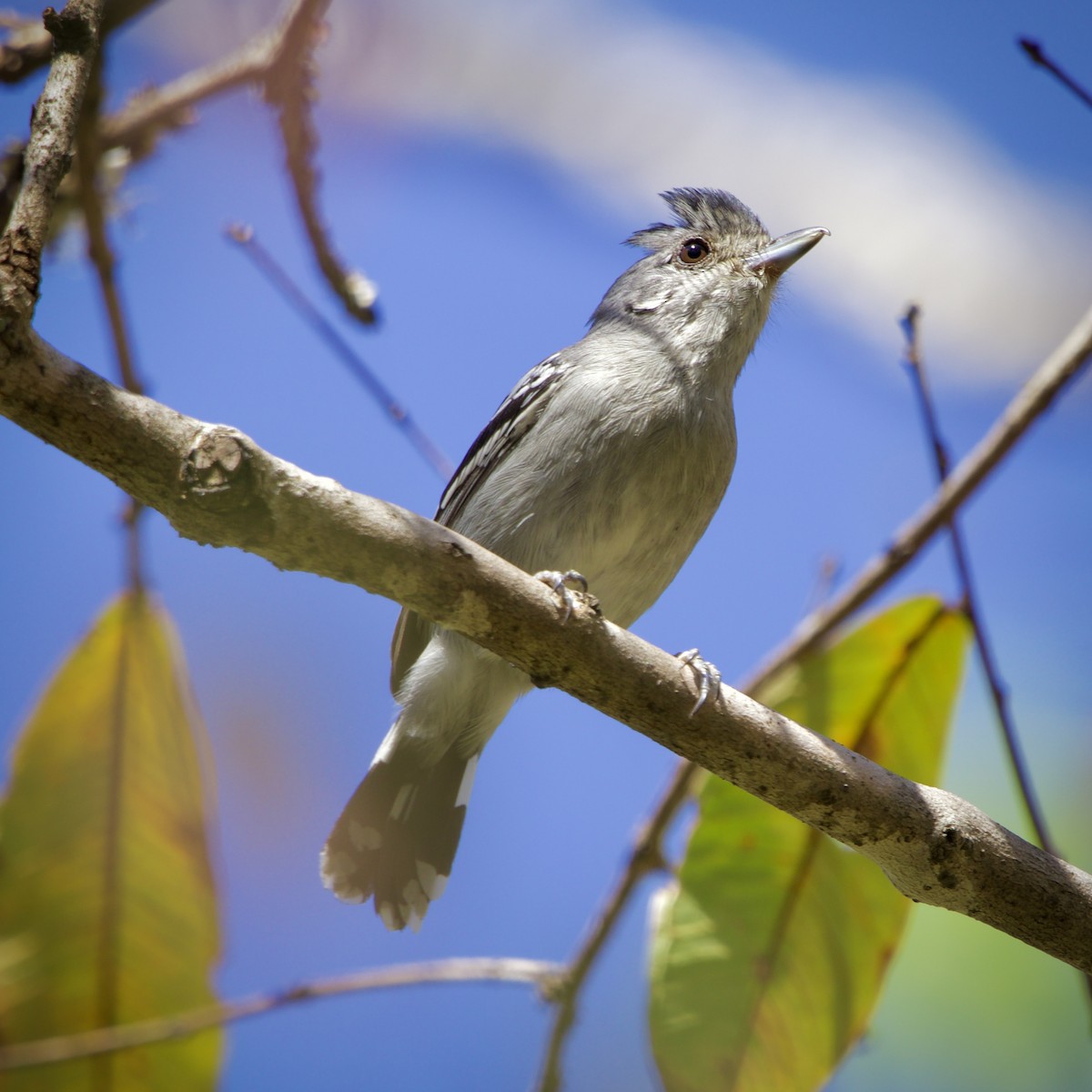 Batara de Pelzeln - ML643092045