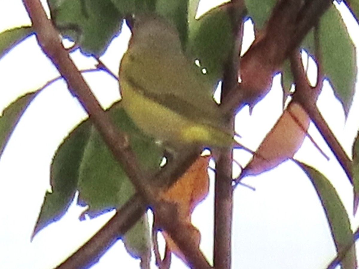 Nashville Warbler - ML643092069