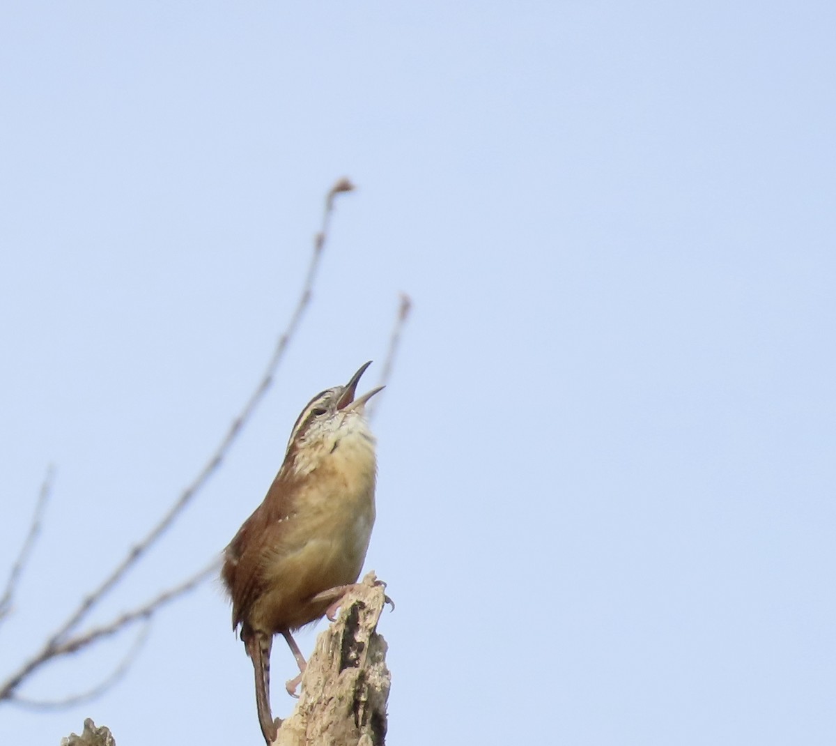 Carolina Wren - ML643092091