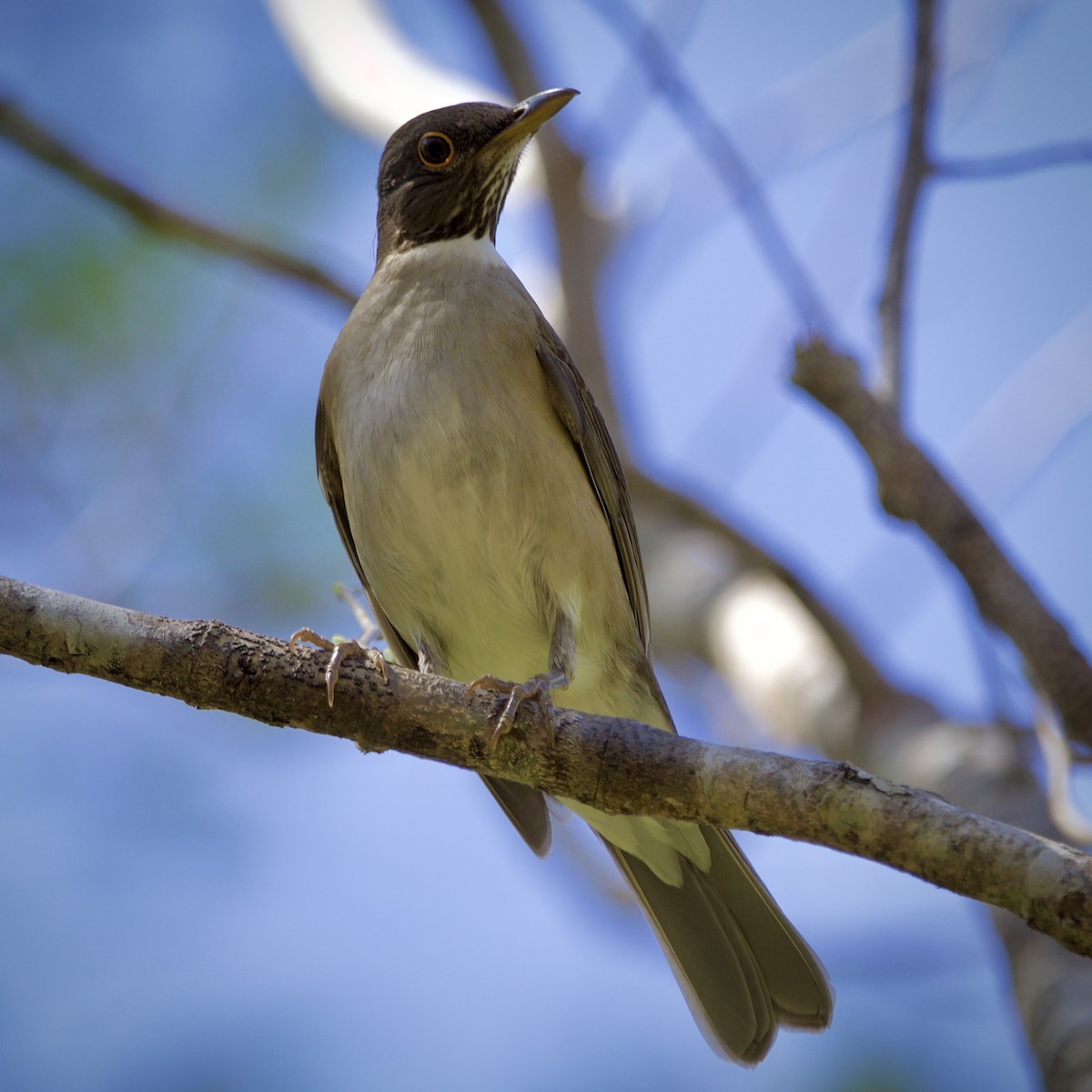 White-necked Thrush - ML643092103