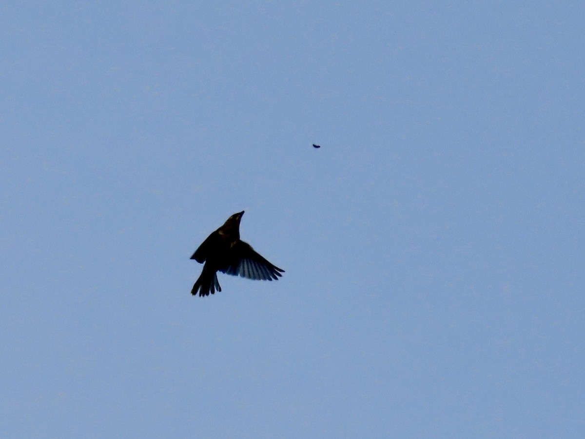 Cedar Waxwing - ML643092107