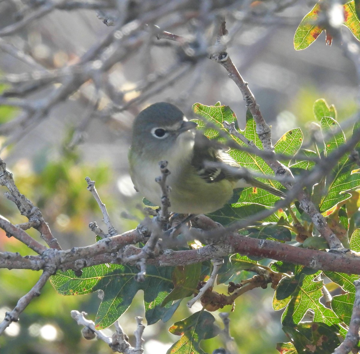 Vireo de Cassin - ML643092125