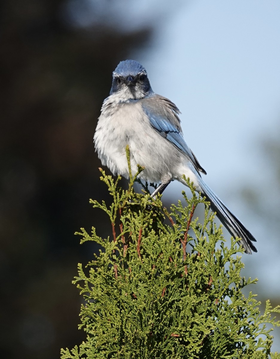 California Scrub-Jay - ML643092139