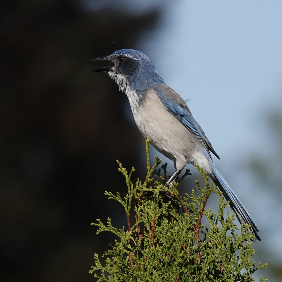 California Scrub-Jay - ML643092140