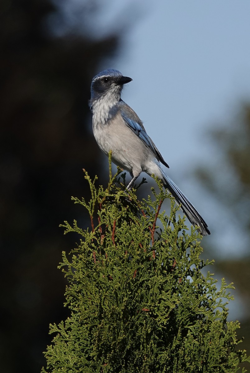 California Scrub-Jay - ML643092141