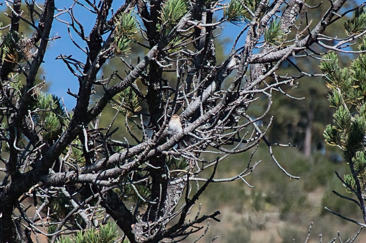 Chipping Sparrow - ML643092153