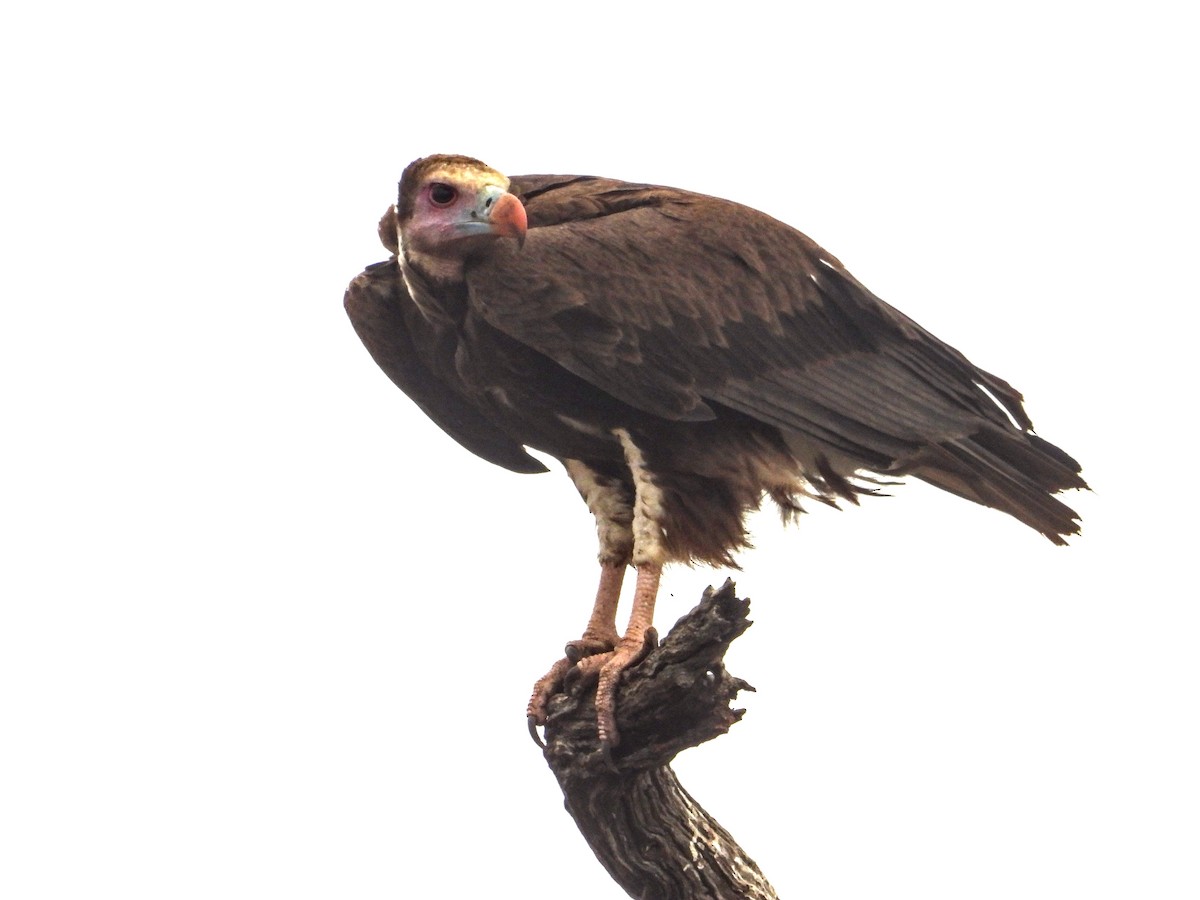 White-headed Vulture - ML643092155