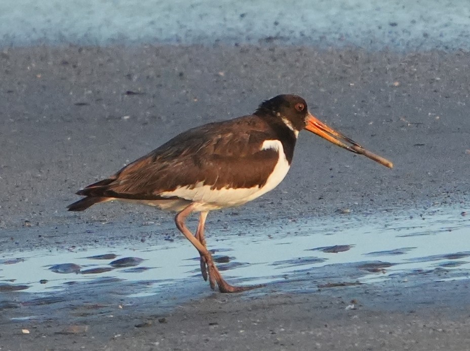 Eurasian Oystercatcher - ML643092173
