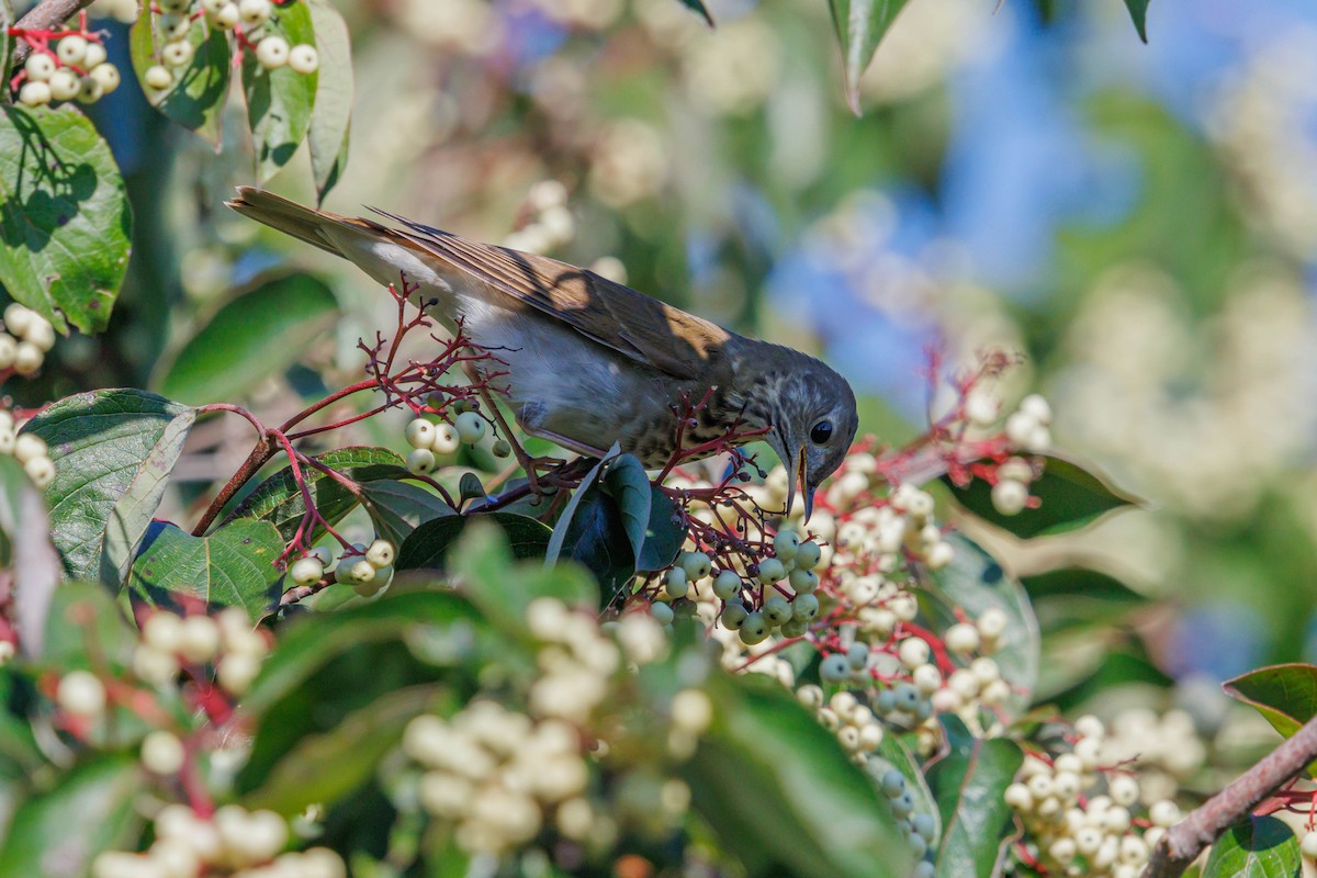 Gray-cheeked Thrush - ML643092205