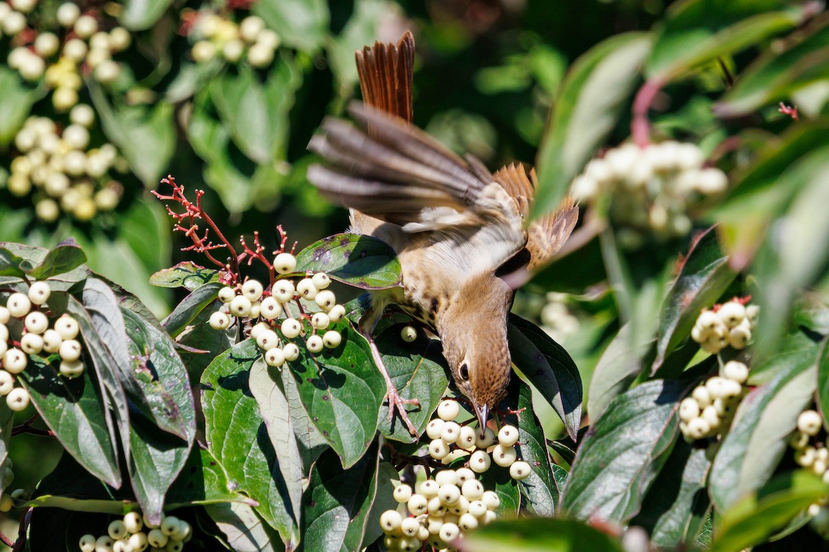 Swainson's Thrush - ML643092224
