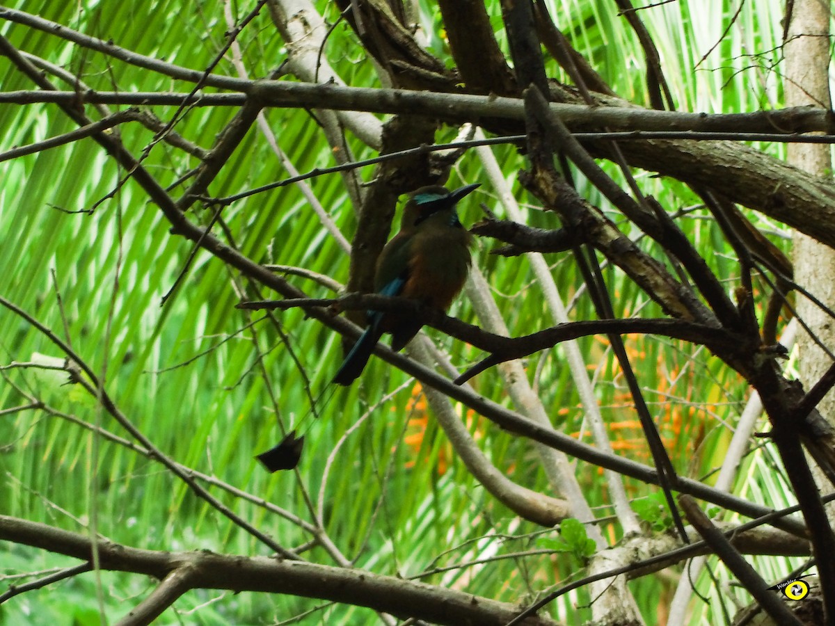 Turquoise-browed Motmot - ML643092226