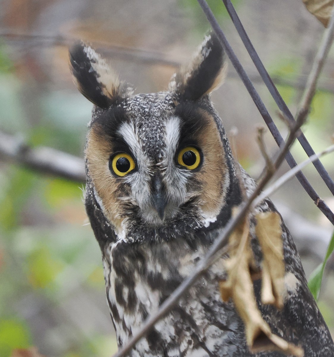 Long-eared Owl - ML643092232