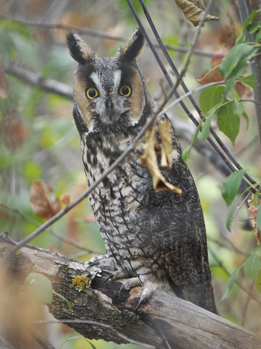 Long-eared Owl - ML643092233