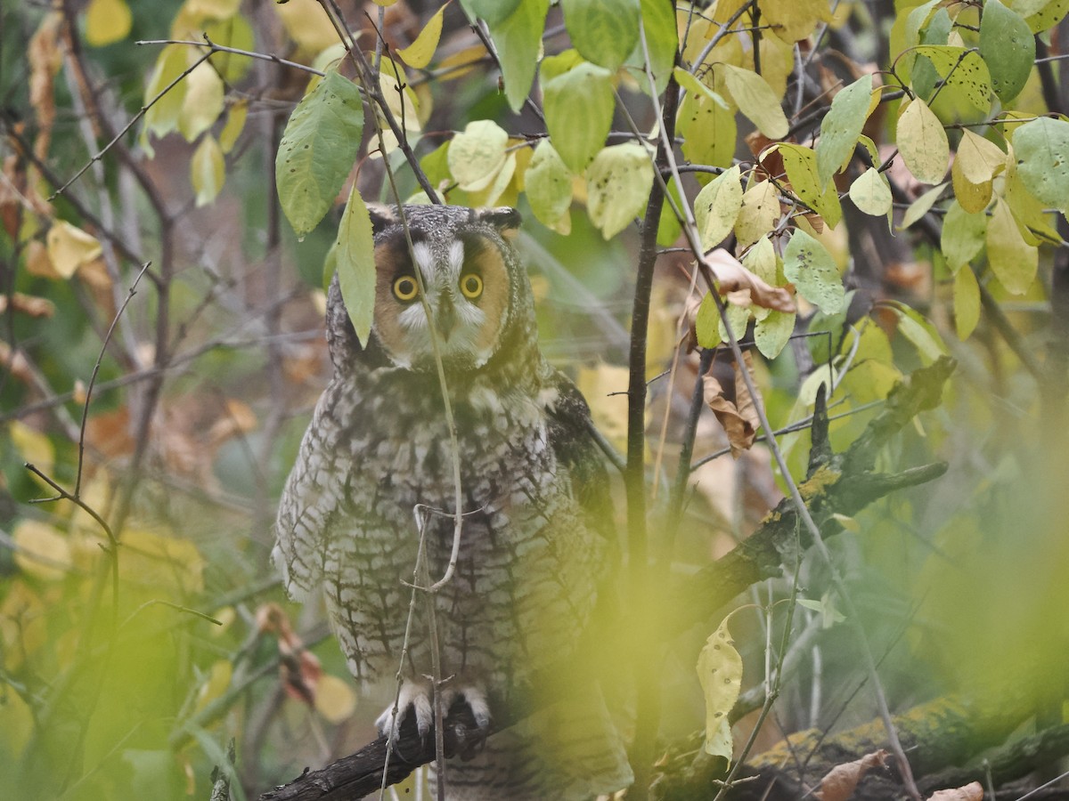 Long-eared Owl - ML643092234