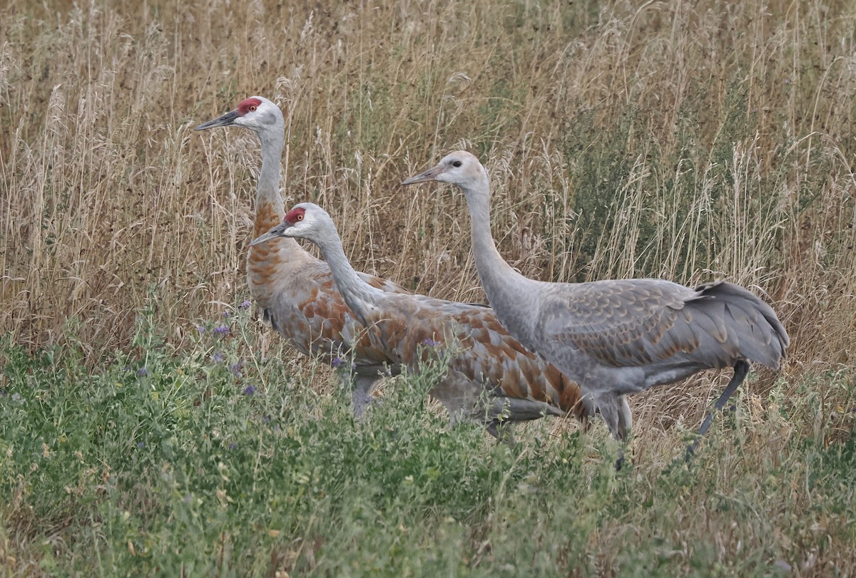 Sandhill Crane - ML643092245