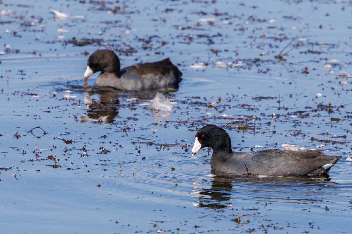 American Coot - ML643092247