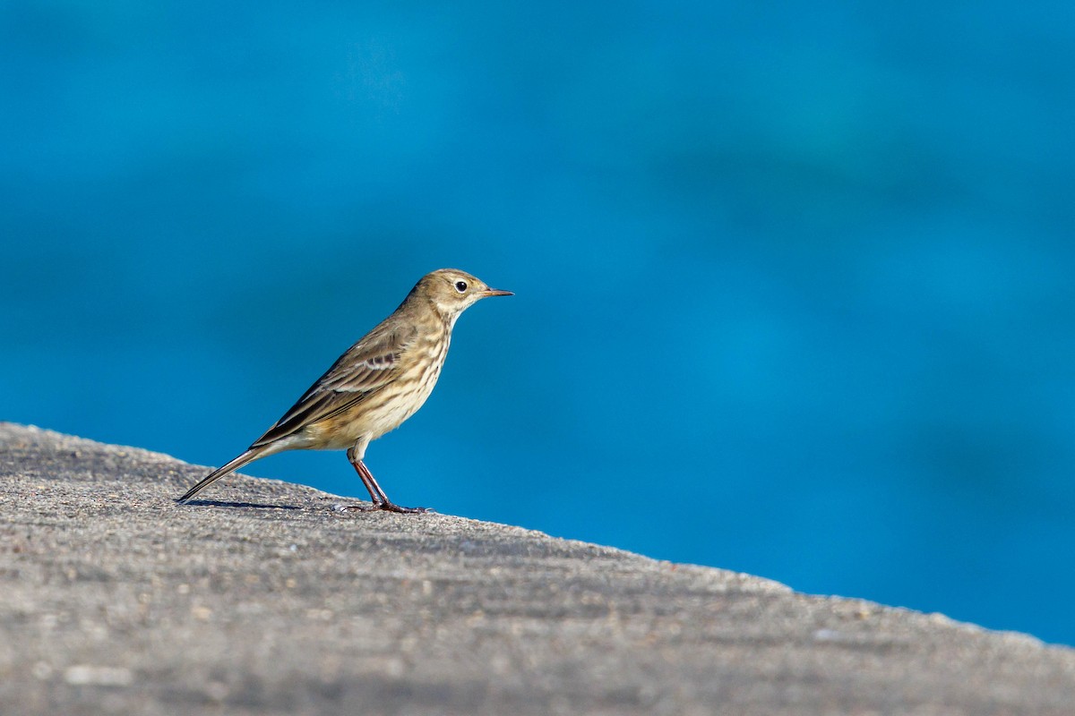 American Pipit - ML643092258