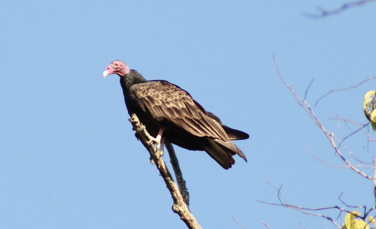 Urubu à tête rouge - ML643092280