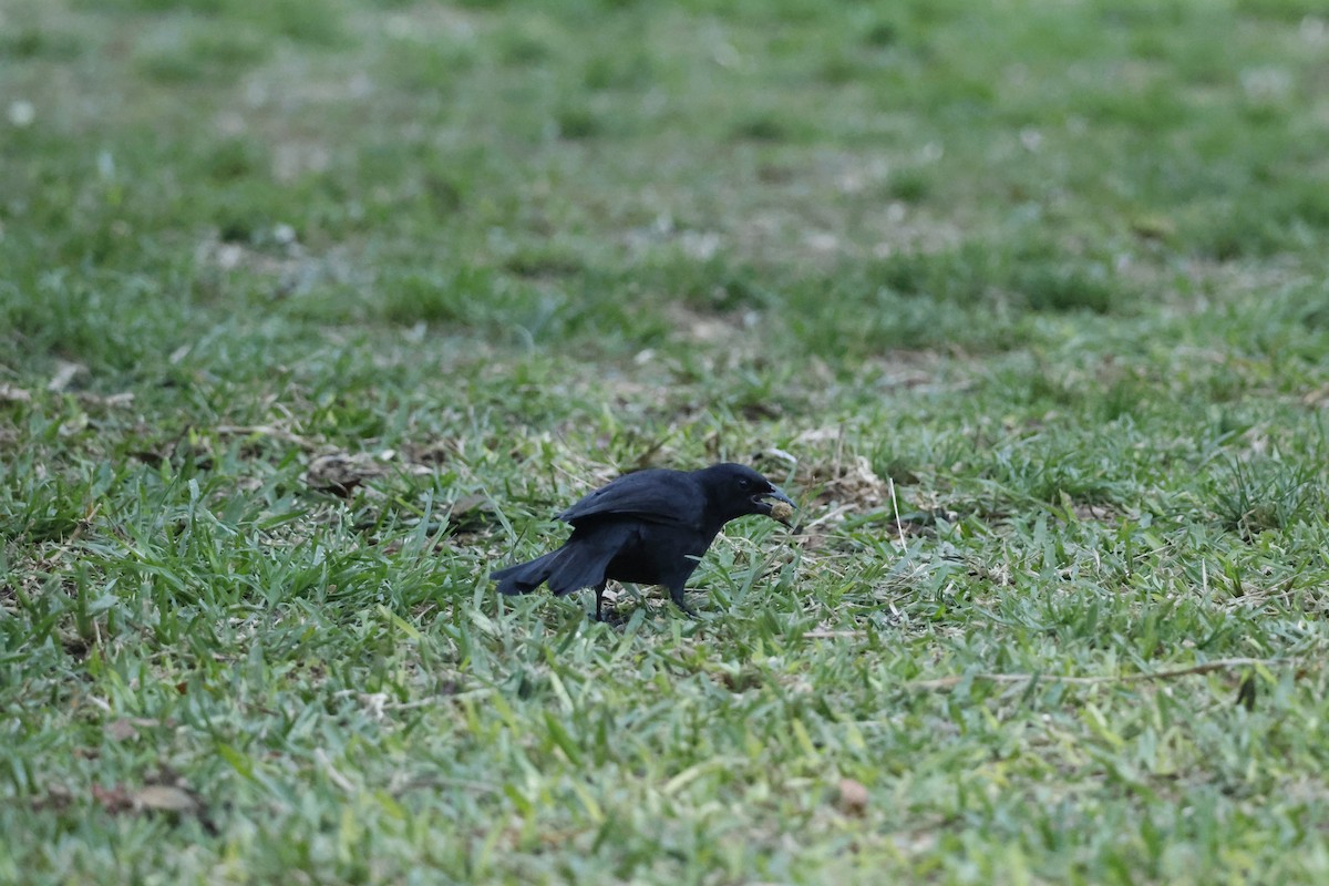 Scrub Blackbird - ML643092289