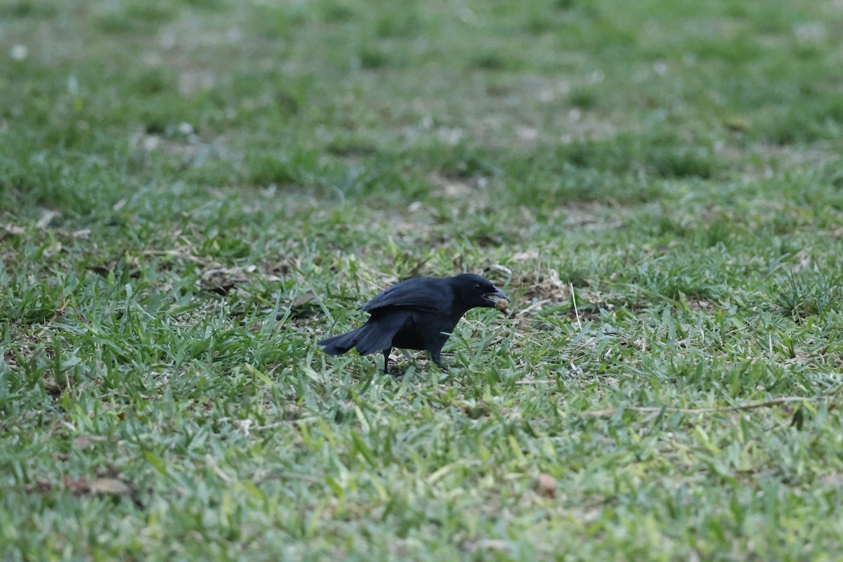 Scrub Blackbird - ML643092290