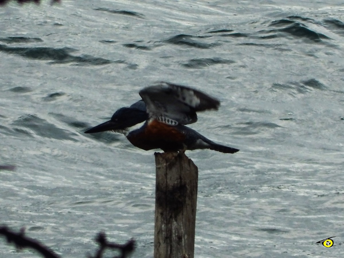 Ringed Kingfisher - ML643092291