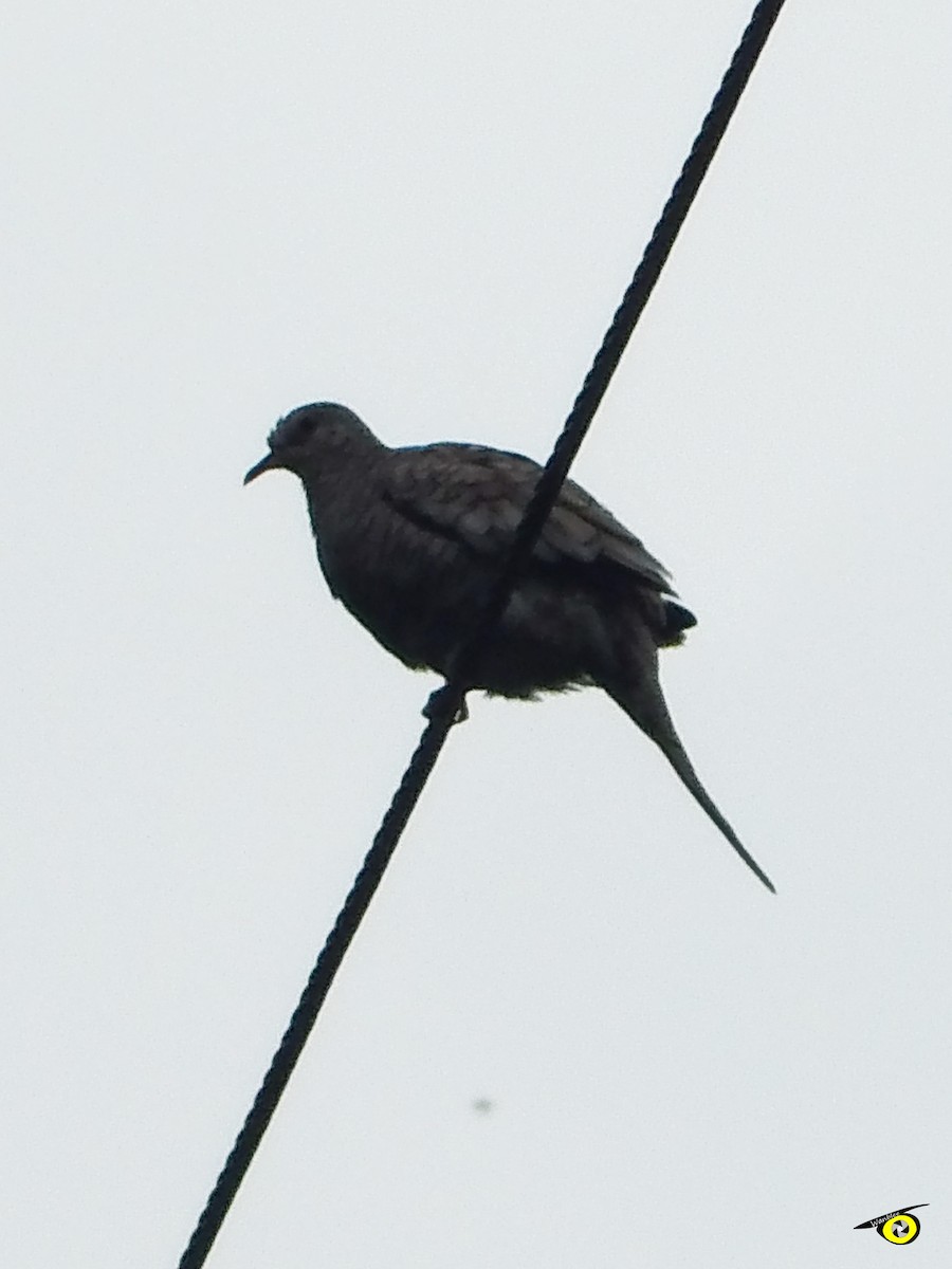 Inca Dove - ML643092300