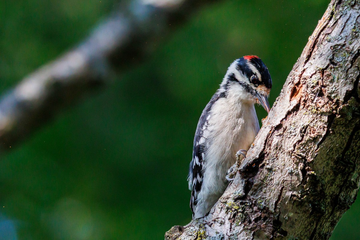 Downy Woodpecker - ML643092304