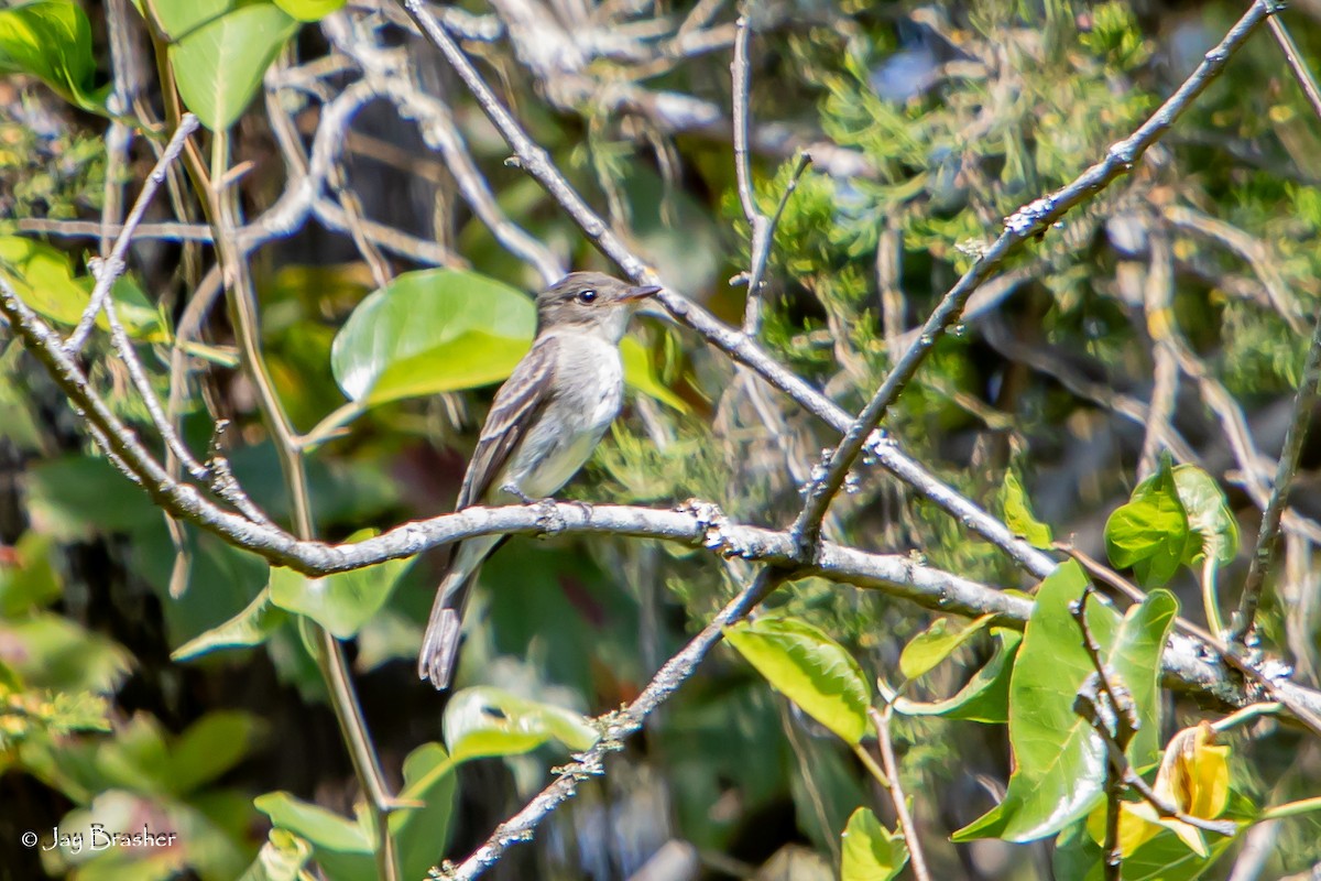 Eastern Wood-Pewee - ML643092305