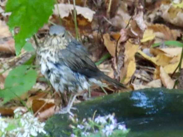 Swainson's Thrush - ML643092315