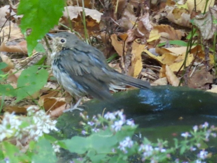Swainson's Thrush - ML643092316