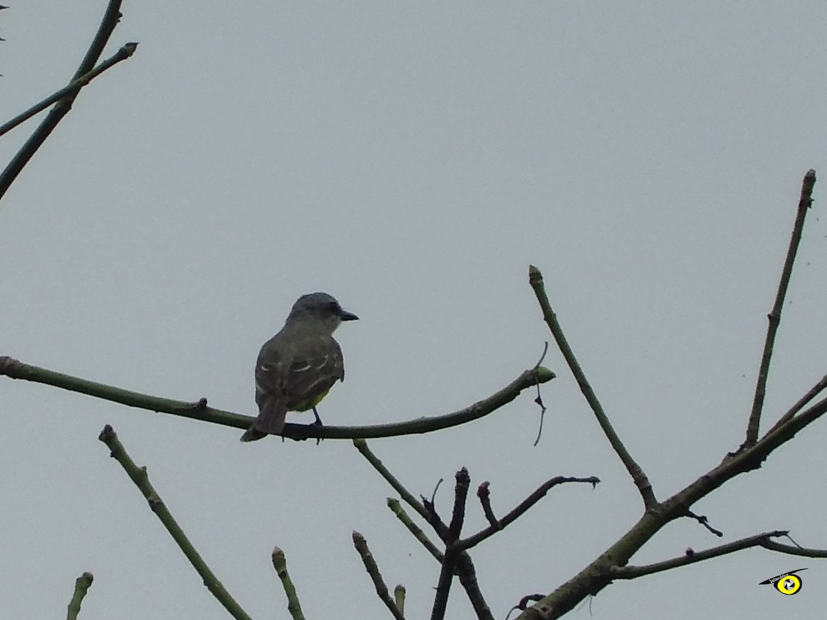 Tropical Kingbird - ML643092317