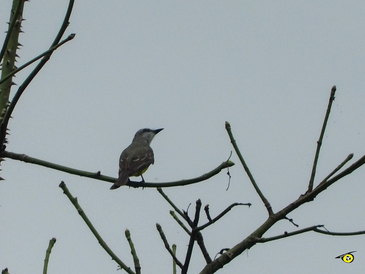 Tropical Kingbird - ML643092318