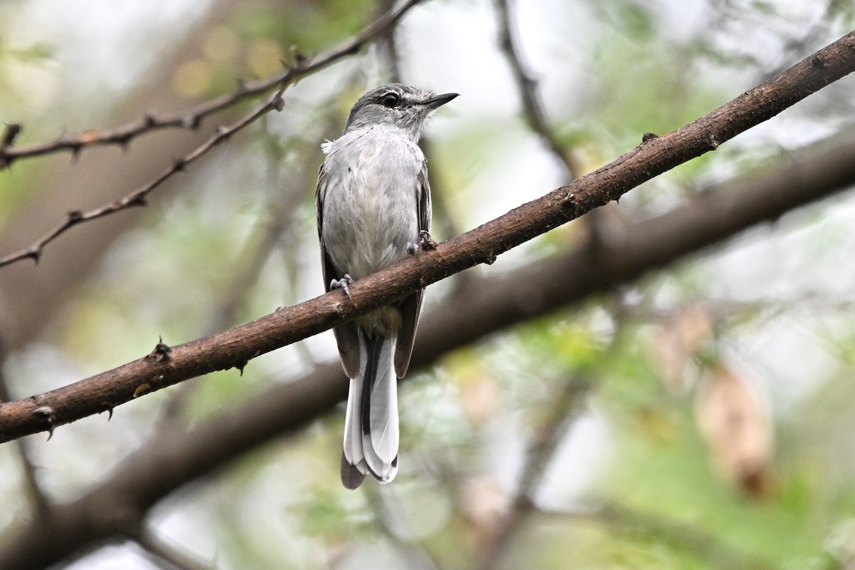 Gray Tit-Flycatcher - ML643092319