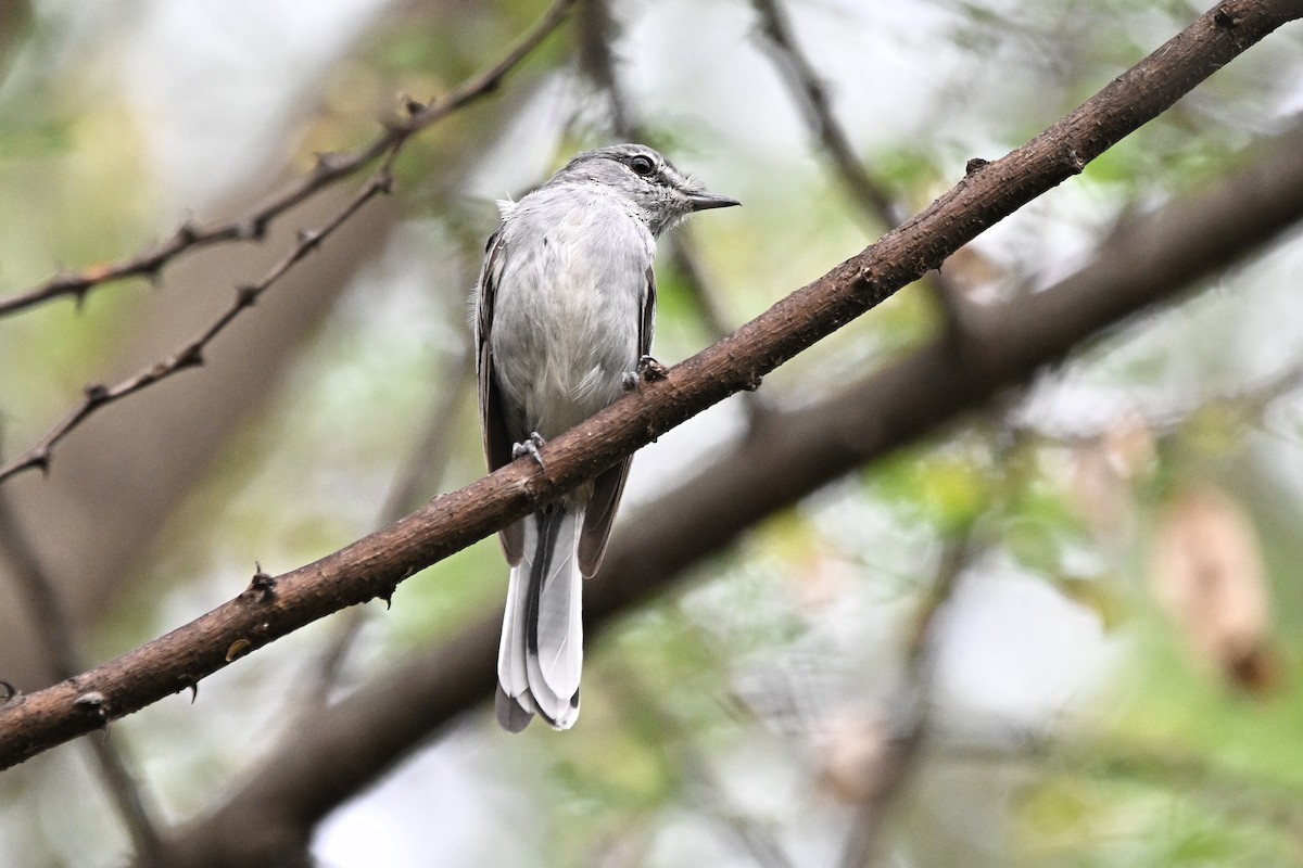 Gray Tit-Flycatcher - ML643092321