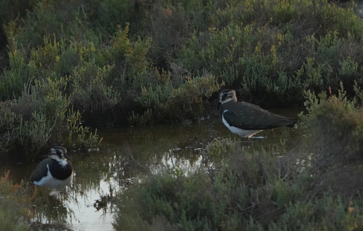 Northern Lapwing - ML643092346