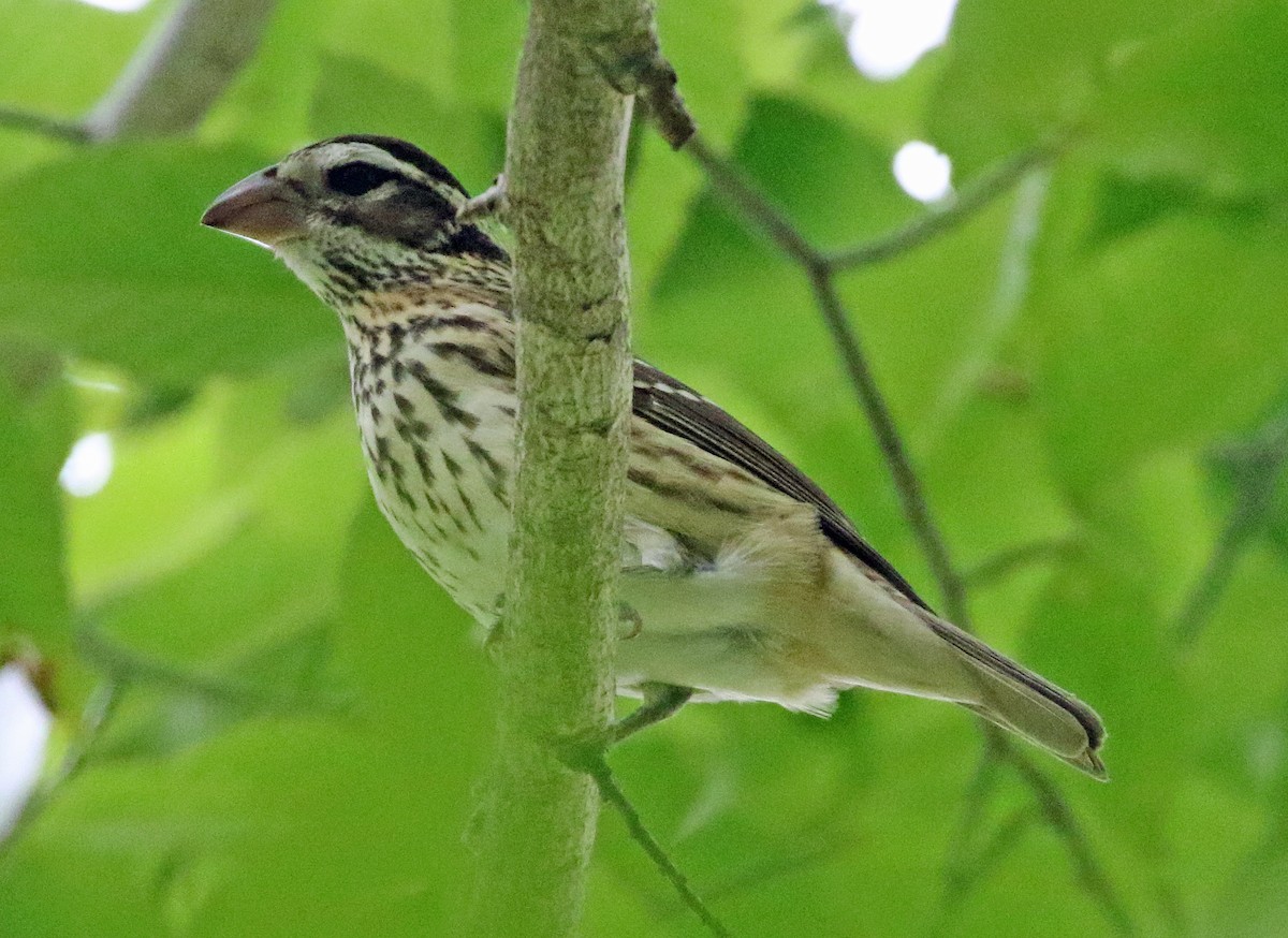 Rose-breasted Grosbeak - ML643092356