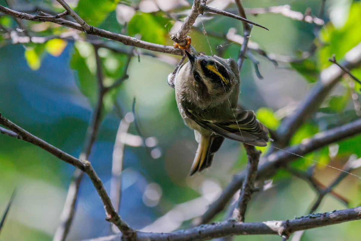 Golden-crowned Kinglet - ML643092359