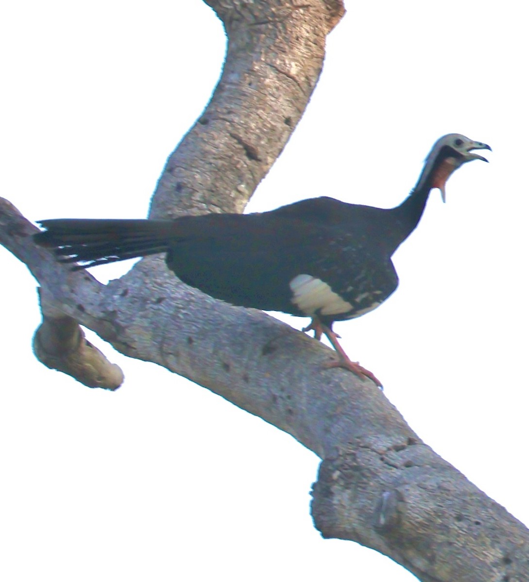 Red-throated Piping-Guan - ML643092383