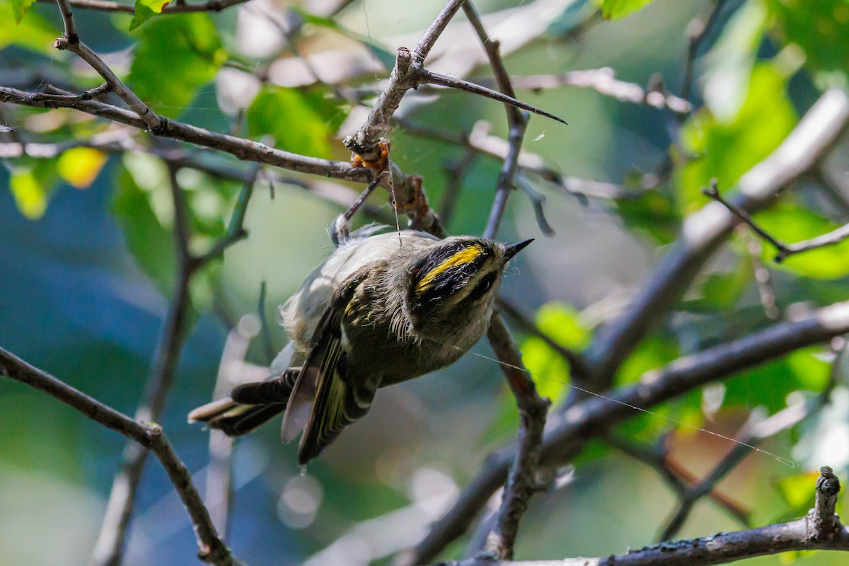 Golden-crowned Kinglet - ML643092384