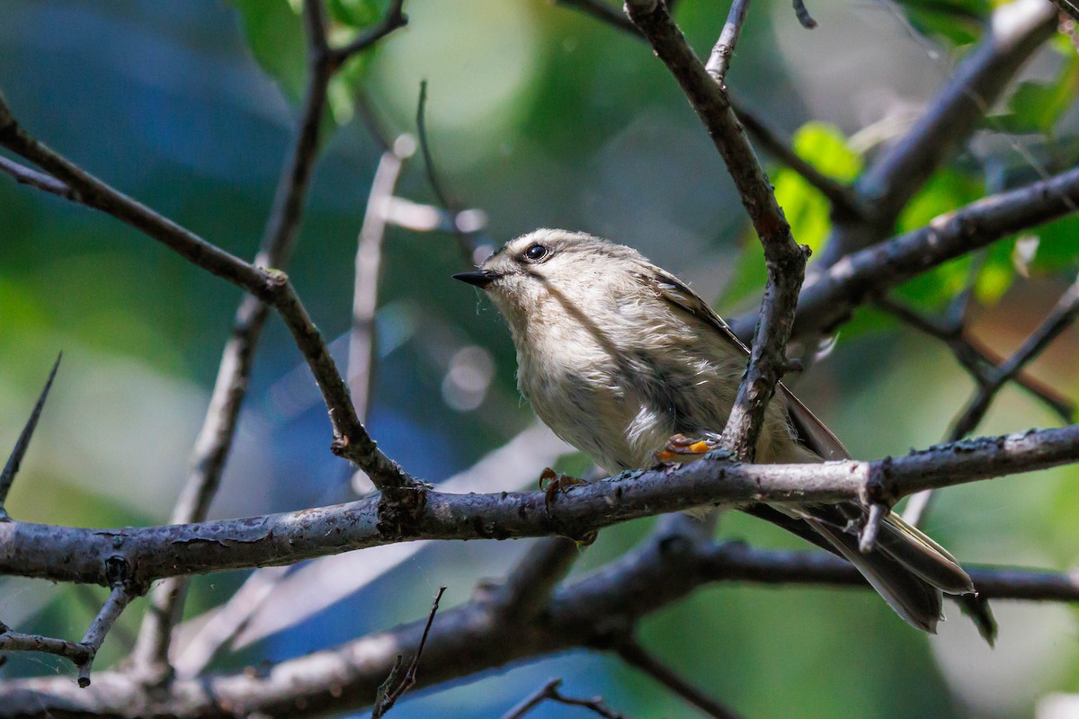 Golden-crowned Kinglet - ML643092405