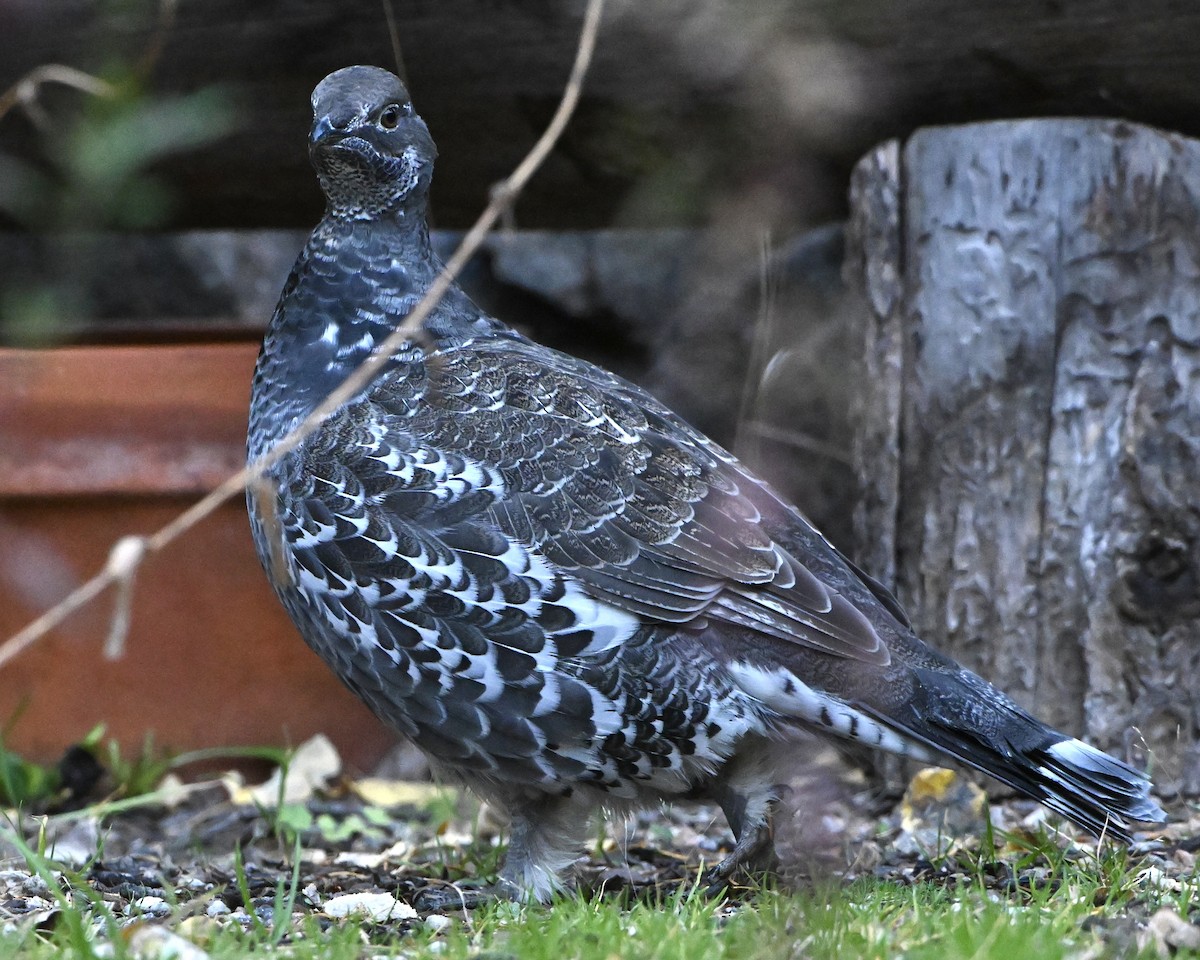 Dusky Grouse - ML643092407